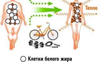 Бурый жир (метаболически активная коричневая жировая ткань)