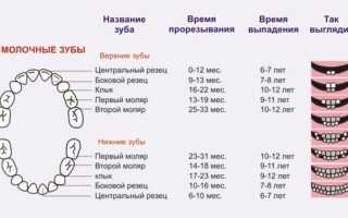 Как отличить молочный зуб от коренного у ребенка?