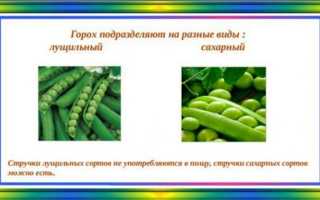Горох: польза для здоровья, калорийность, использование в диетическом питании