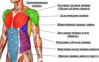 Можно ли накачать грудь на турнике: обзор эффективных упражнений